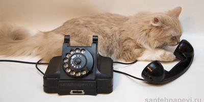 Кошка у телефона